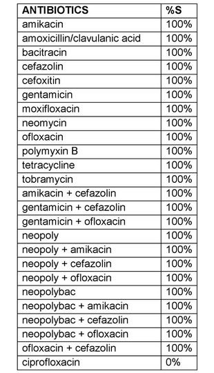 Gram negative bacteria